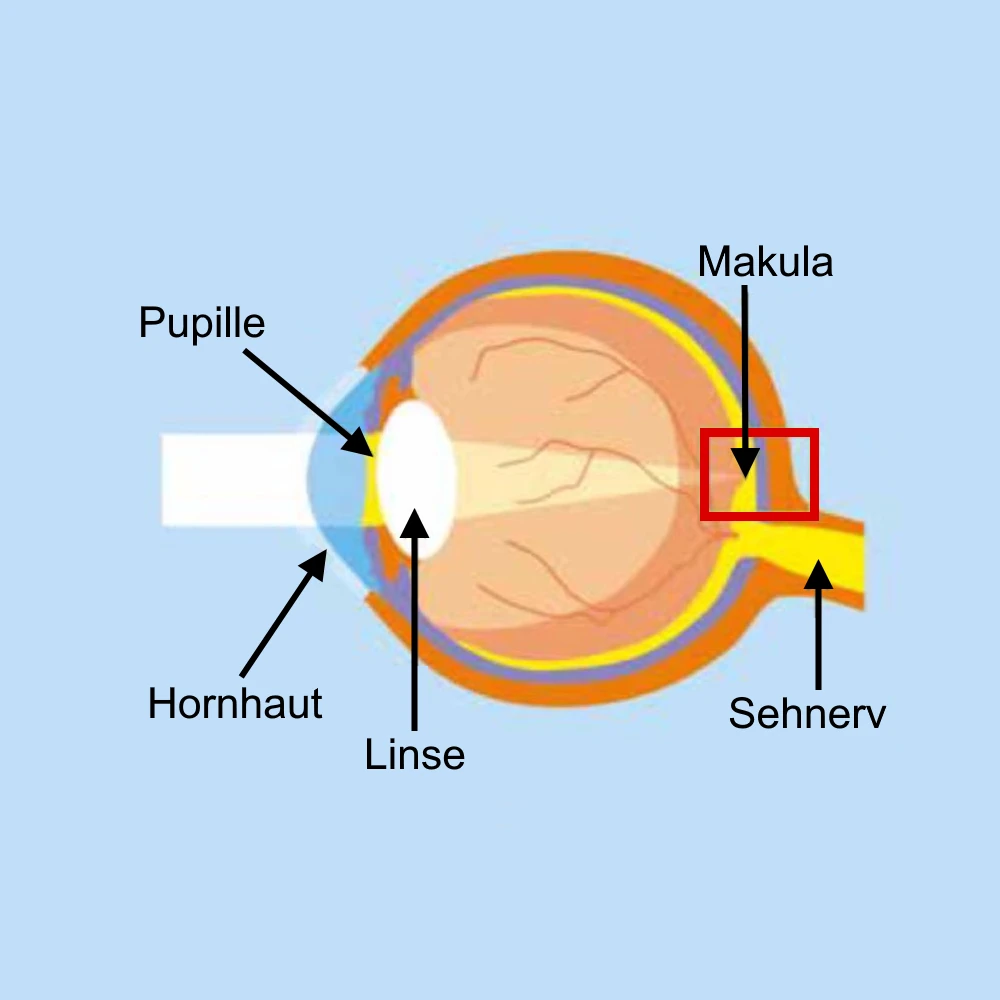 Die Makula Ursachen, Symptome & Behandlung Praxis Hancke